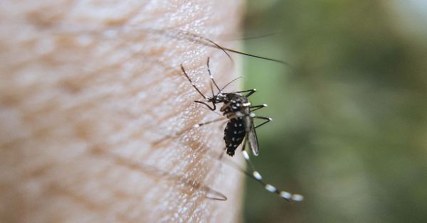 Registraron dengue en 80 municipios de Puebla desde enero a la fecha: Salud