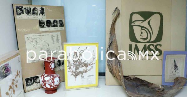 Alberga Herbario Medicinal del IMSS más de 17 mil especies para investigación en salud