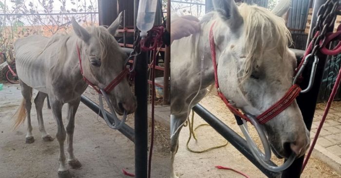 Rescata centro de adopción y bienestar animal a una yegua con signos de maltrato animal