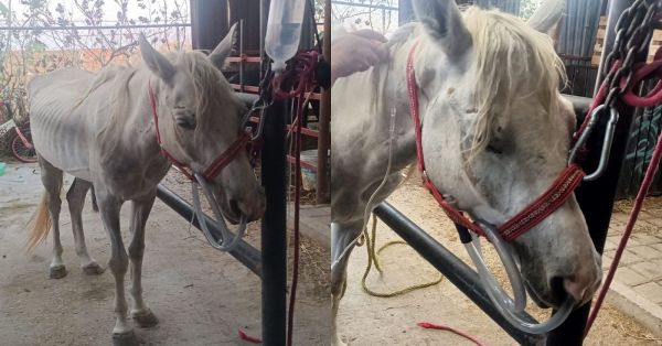 Rescata centro de adopción y bienestar animal a una yegua con signos de maltrato animal