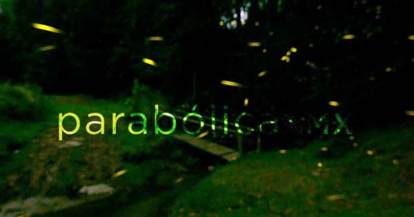 Arranca la temporada de avistamiento de luci&eacute;rnagas en Puebla