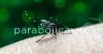 Suma Puebla 40 nuevos contagios por dengue: Salud