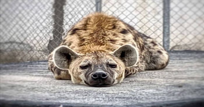 Aseguran animales exóticos en un predio de Ocoyoacac