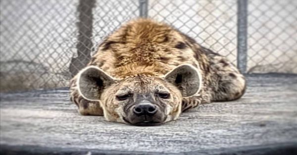 Aseguran animales exóticos en un predio de Ocoyoacac