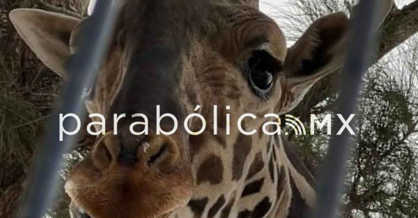 Culpan a Maru Campos y a Profepa por sufrimiento de la jirafa “Benito”