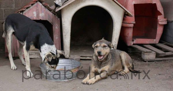 Buscan garantizar protección de animales como seres sintientes