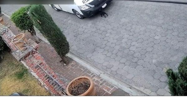 Vinculan a proceso a Juan Manuel N. por causar la muerte a una perrita en Atlixco