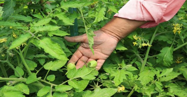 Entregan apoyos del programa Bienestar para disminuir carencia alimentaria en Cuautlancingo