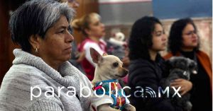 Piden a San Antonio Abad para eliminar y erradicar el maltrato animal