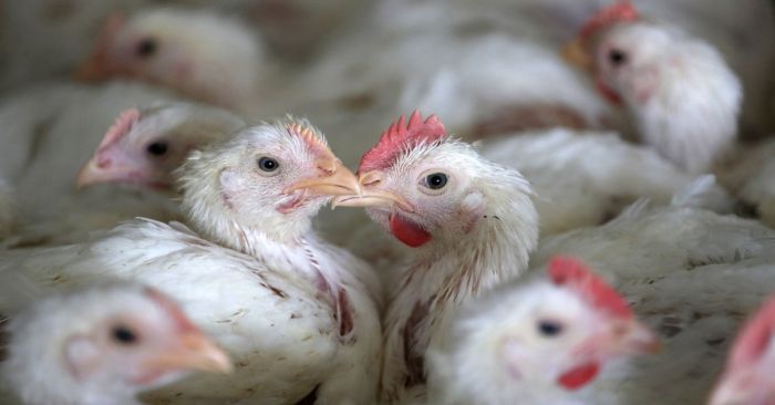 Tener calman, recomienda Lilia Cedillo ante la aparici&oacute;n de virus de influenza aviar A H5N2