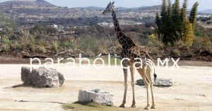 Duplica &quot;efecto Benito&quot; los visitantes a Africam Safari: Turismo