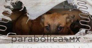 Dan primera condena por crueldad animal en Yucatán