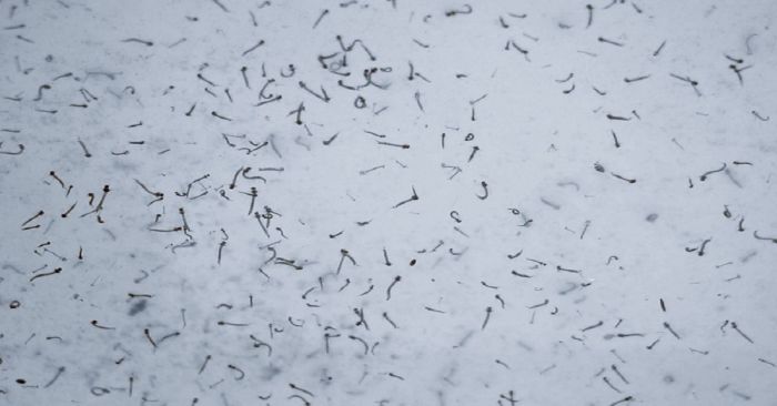 Reporta Salud 82 nuevos contagios por dengue en Puebla