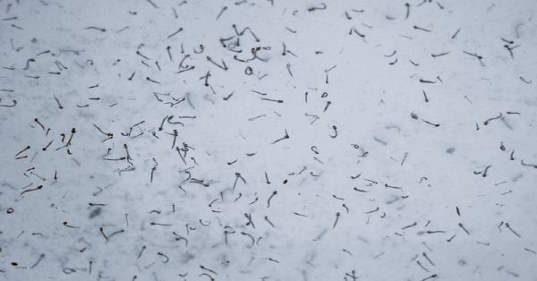 Reporta Salud 82 nuevos contagios por dengue en Puebla
