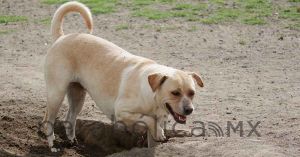 Presentan iniciativas para el Bienestar Animal