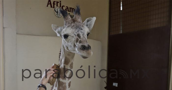 Da Sergio Salomón la bienvenida a la jirafa “Benito”