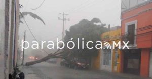 Tira potente lluvia árbol en el Centro Histórico