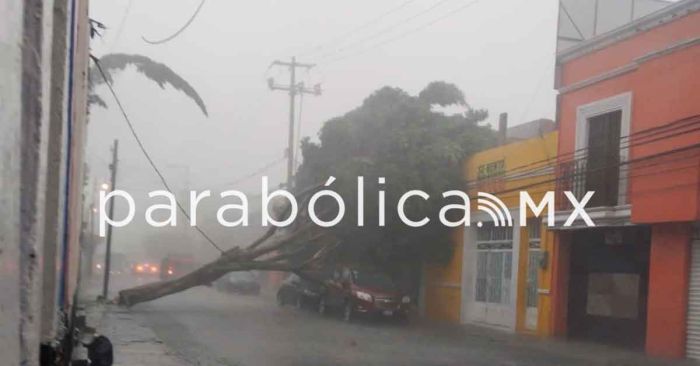 Tira potente lluvia árbol en el Centro Histórico