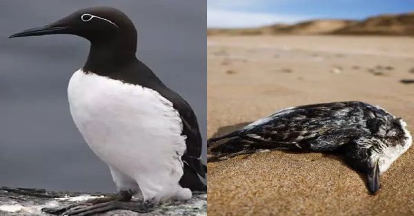 Aparecen cientos de pájaros araos muertos en playas francesas