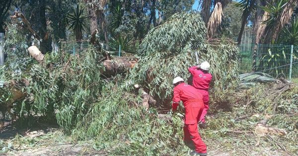 Retiraron más de 2 mil arboles en riesgo en la capital poblana