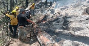 Reporta Medio Ambiente 246 incendios forestales en lo que va del año