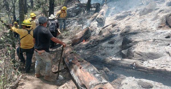 Reporta Medio Ambiente 246 incendios forestales en lo que va del año