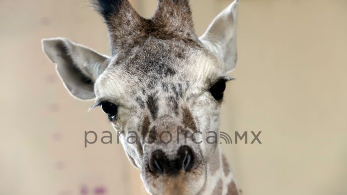 Recibir&aacute; Africam Safari  a "Benito", la jirafa de Chihuahua