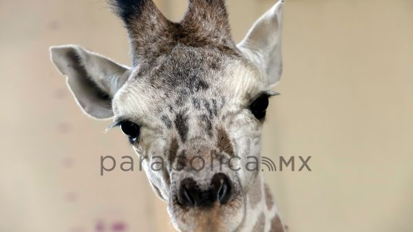 Recibir&aacute; Africam Safari  a "Benito", la jirafa de Chihuahua