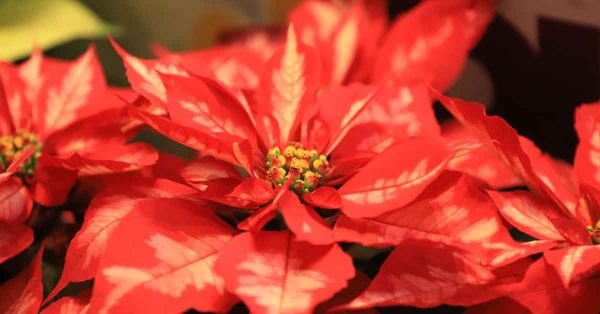 Promueven Turismo y Atlixco el Festival de la Nochebuena