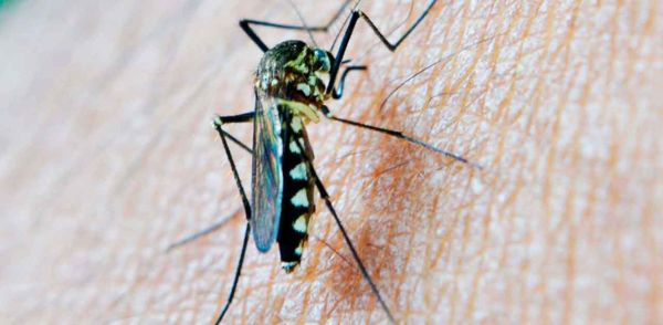 Hay mil 591 casos acumulados de dengue: Salud