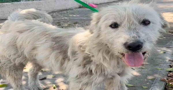 Ponen en adopción a perritos peregrinos abandonados en la Basílica de Guadalupe