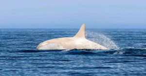 Aparece orca albina frente a Japón; fotógrafo capta su salto en un momento único
