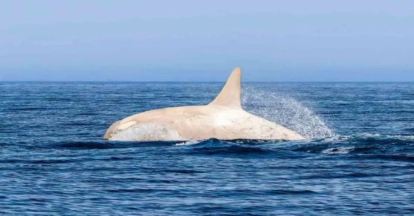 Aparece orca albina frente a Japón; fotógrafo capta su salto en un momento único