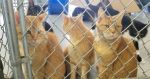 Logran salvar a los gatos del refugio "Michigan" en Puebla, buscan familias que los adopten