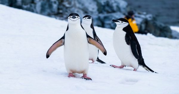 Apoya a la conservación de los pingüinos