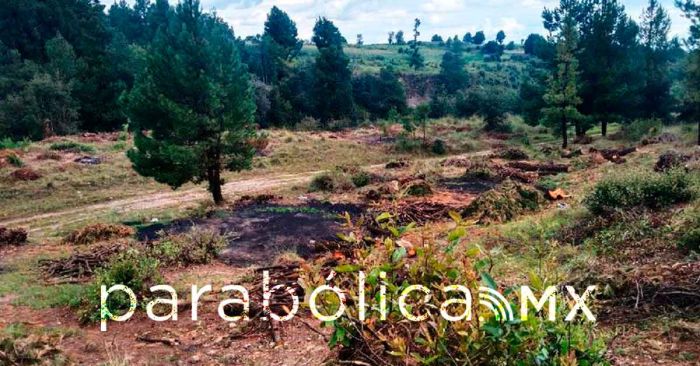 Inhabilita Policía Forestal 11 hornos clandestinos para la deshidratación de madera