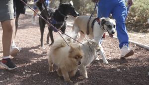 Promueve el Gobierno de Puebla el Día del Trabajo PET Friendly