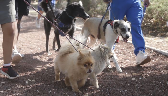 Promueve el Gobierno de Puebla el Día del Trabajo PET Friendly