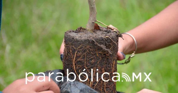 Impulsa Medio Ambiente municipal jornada de reforestaci&oacute;n y arborizaci&oacute;n