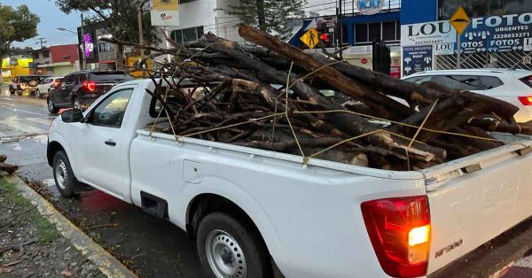 Atiende PC caída de árbol frente a Ciudad Universitaria