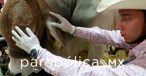 Refuerza Puebla sanidad animal ante alertas del gusano barrenador del ganado