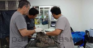 Rescatan a Pecar&iacute; atropellado