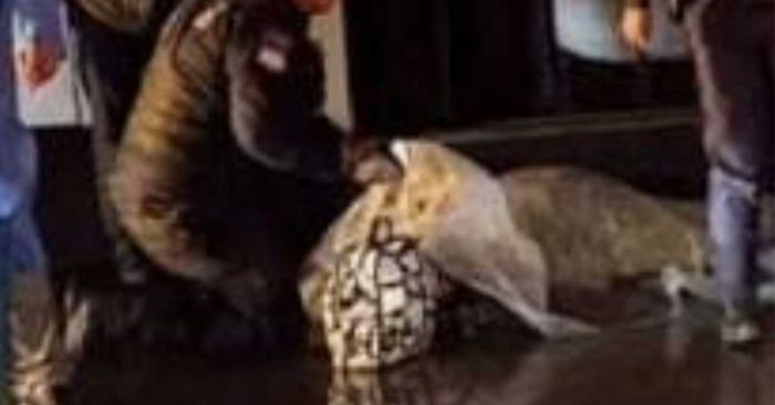 Muere estudiante de la BUAP tras ser atropellada por unidad de RUTA