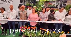 Inauguran la temporada de tulipanes en Atlixco