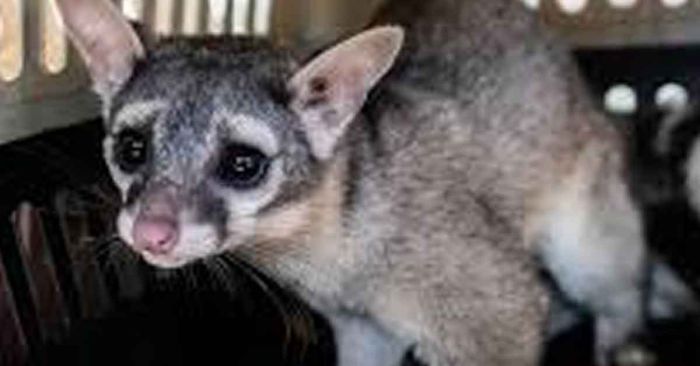 En riesgo, animales y plantas de la Megalópolis mexicana