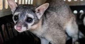 En riesgo, animales y plantas de la Megalópolis mexicana