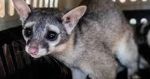 En riesgo, animales y plantas de la Megal&oacute;polis mexicana