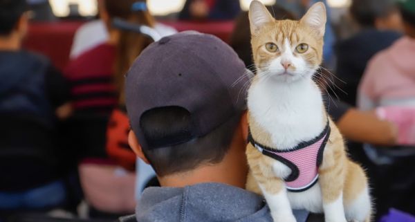 Benefician a 200 mascotas con Mega Jornada de Esterilizaci&oacute;n en San Pedro Cholula