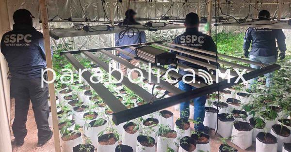 Asegura SSPC inmuebles donde cultivaban marihuana en CDMX; hay cuatro detenidos