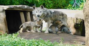 Nacen en cautiverio 4 lobos mexicanos en CDMX
